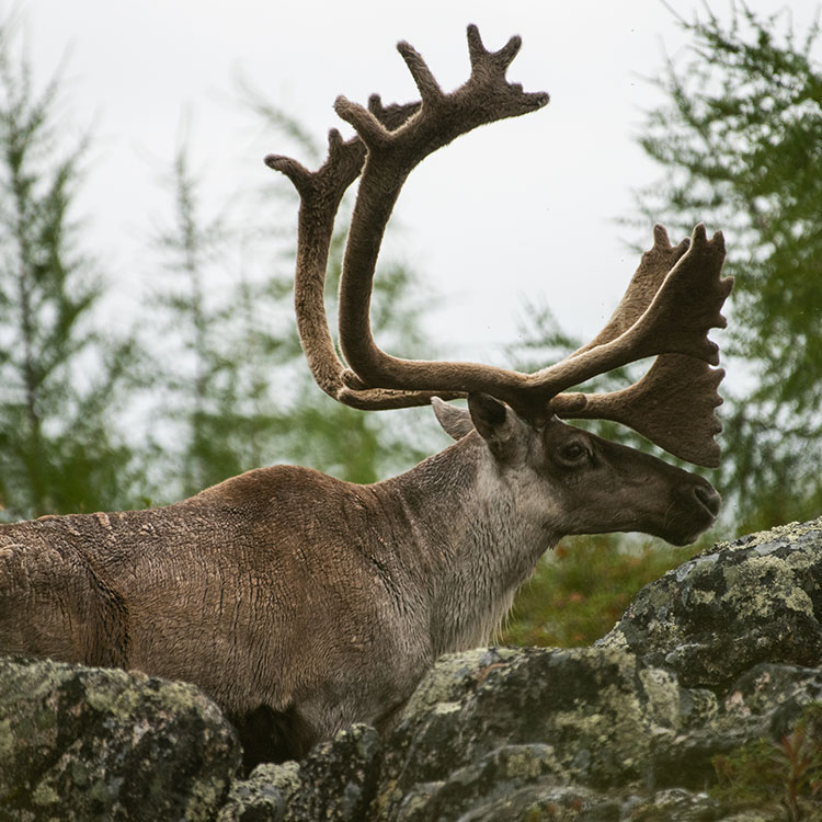 Caribou