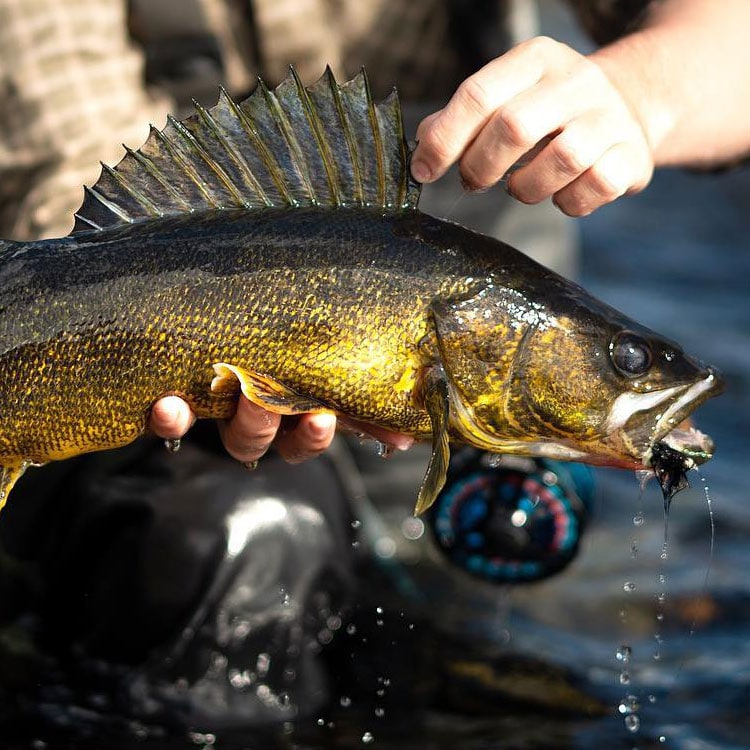 Walleye