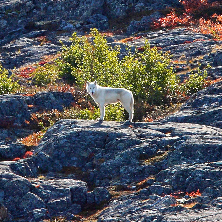 Loup de la Toundra