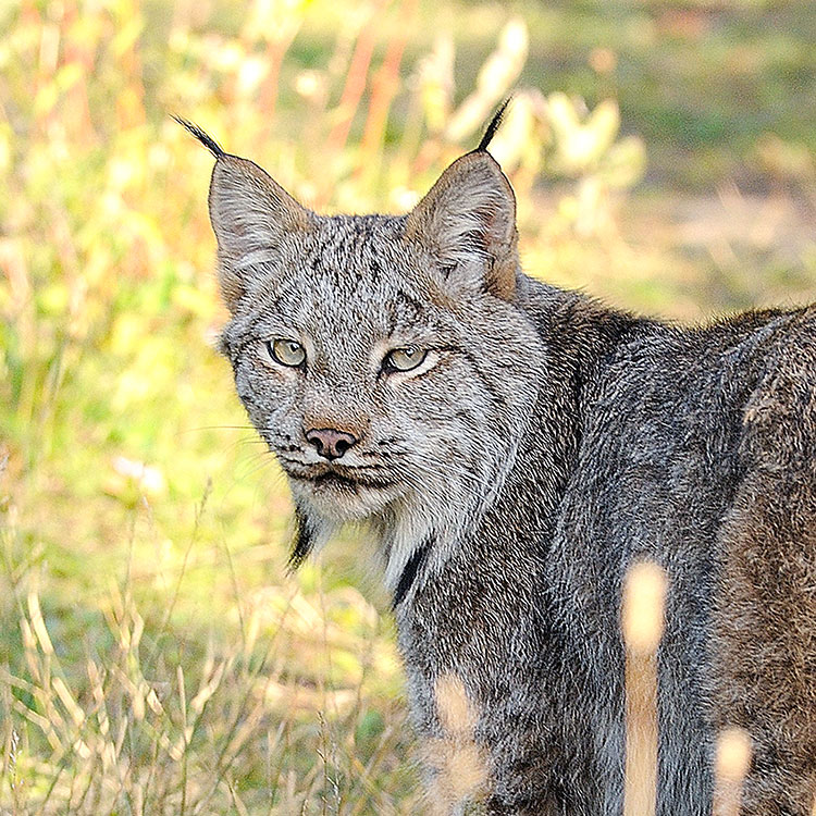 Lynx