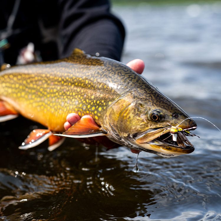 Native brook or speckled trout