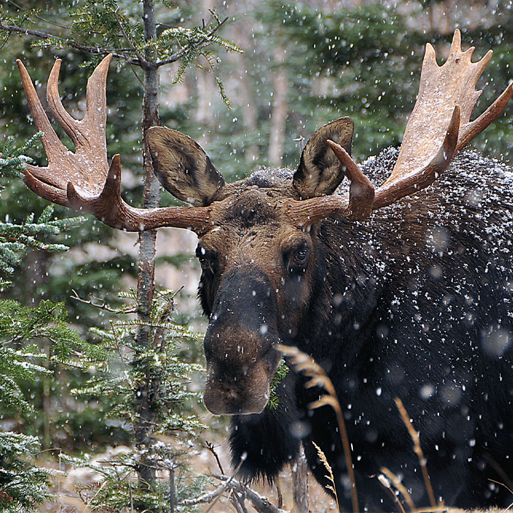 Moose