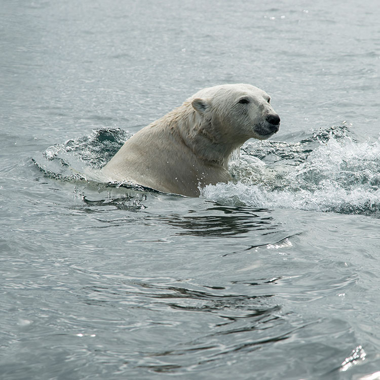 Polar bear