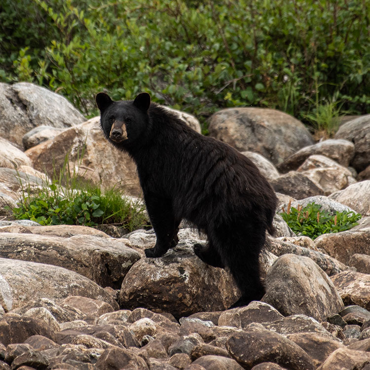 Ours noir