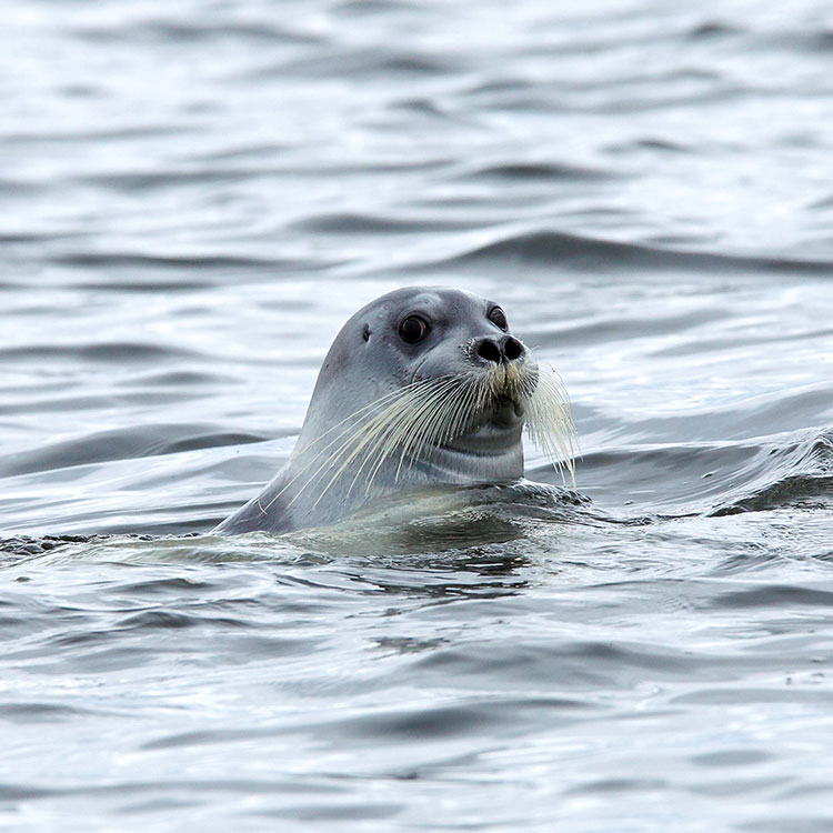 Seal