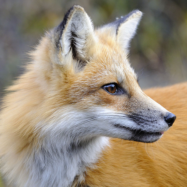 Renard