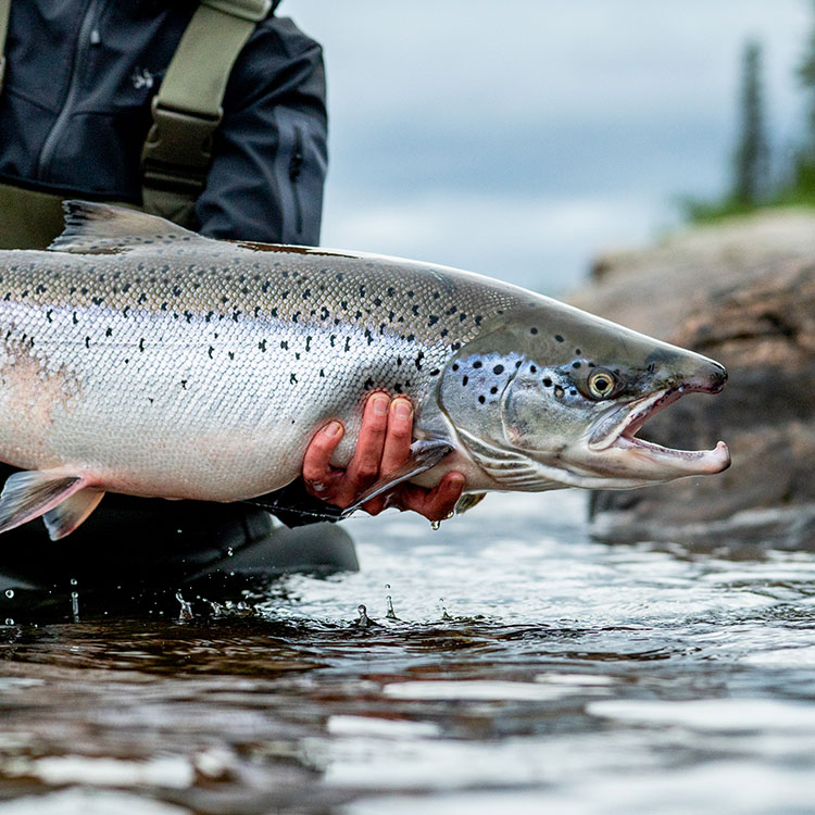 Atlantic Salmon