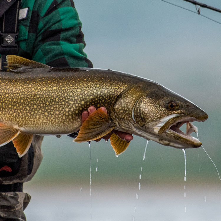 Lake Trout