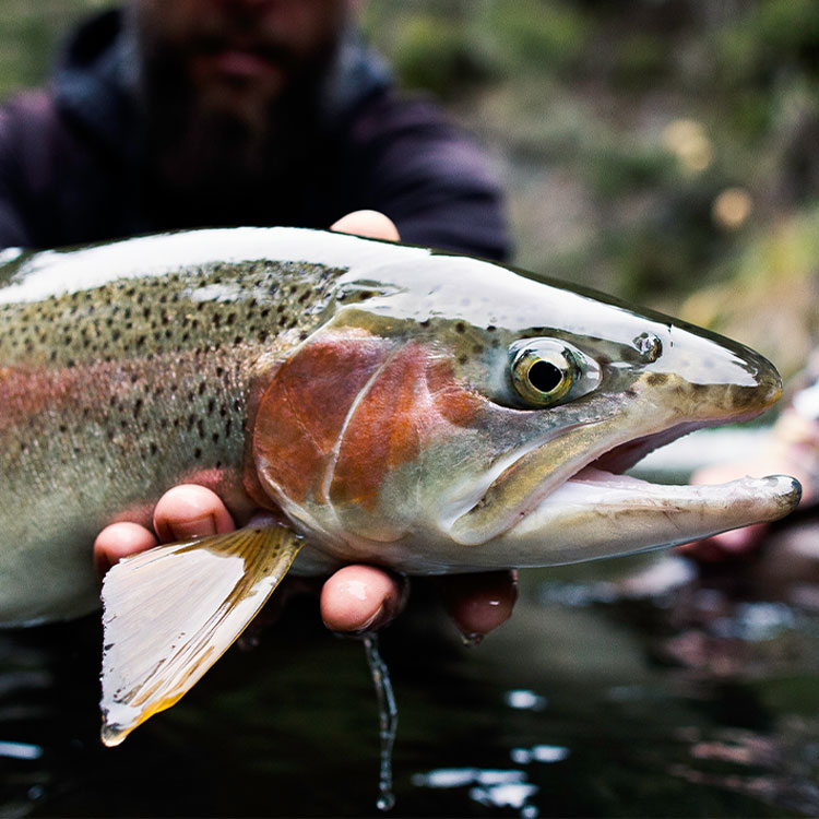 Rainbow trout