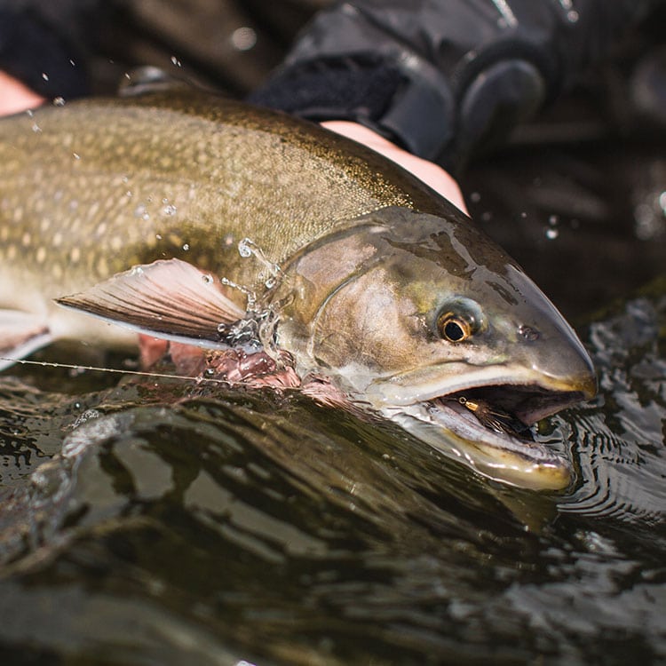 Sea trout