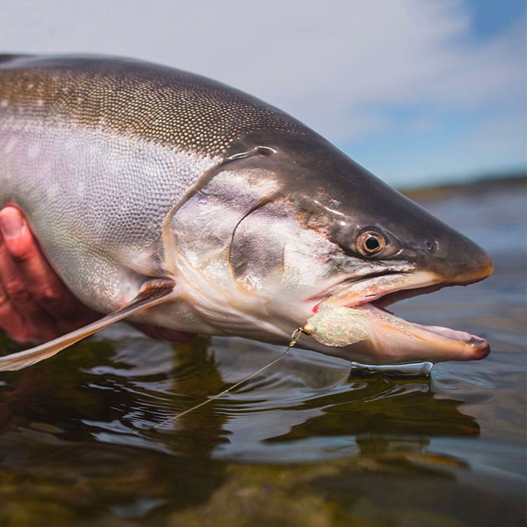 Arctic Char