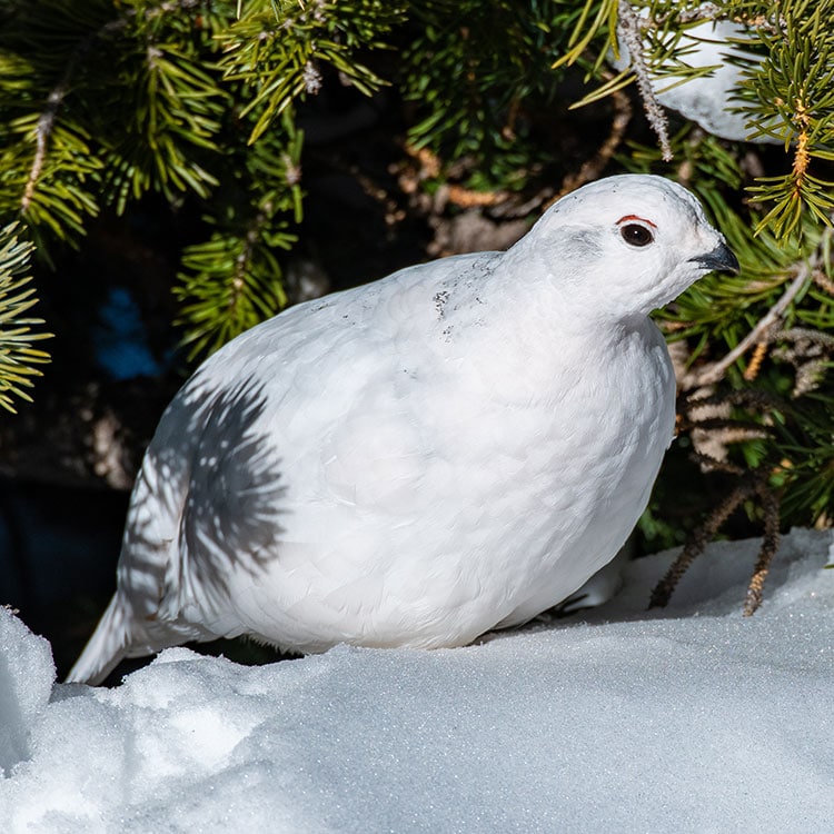 Ptarmigan