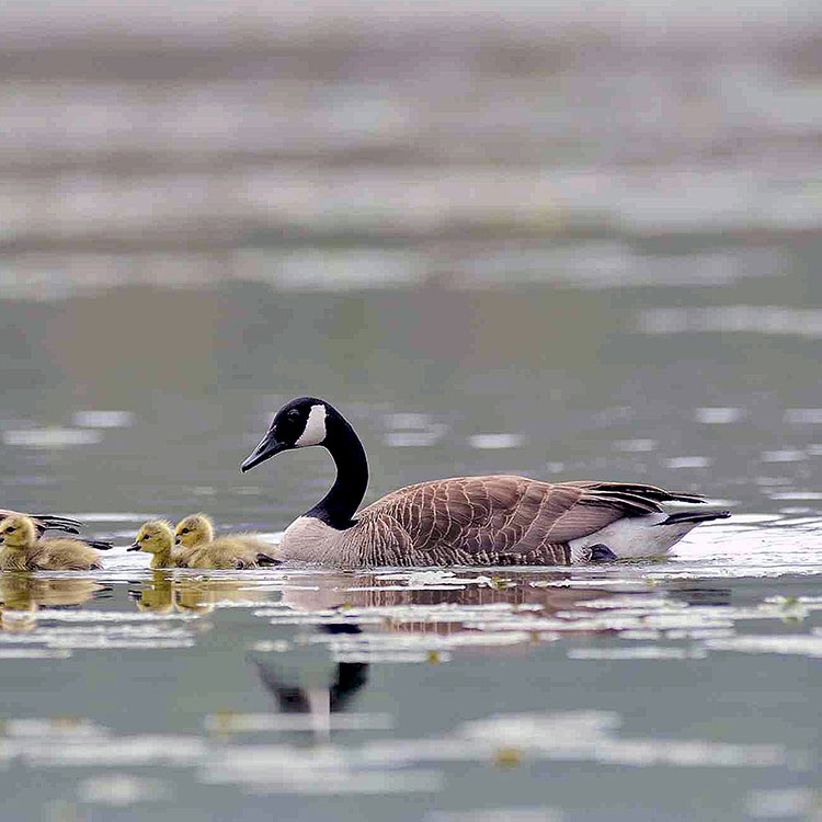 Migrator birds