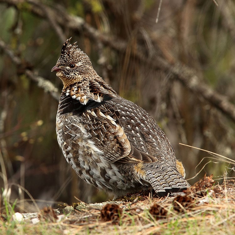 Ruffed Grouse