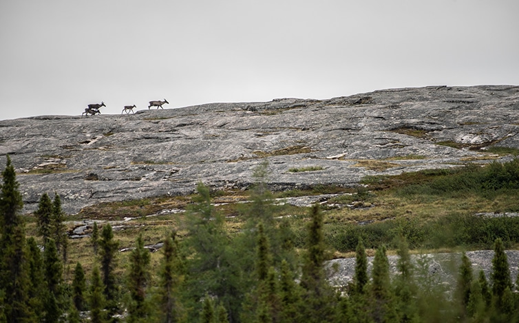 Discover Northern Quebec