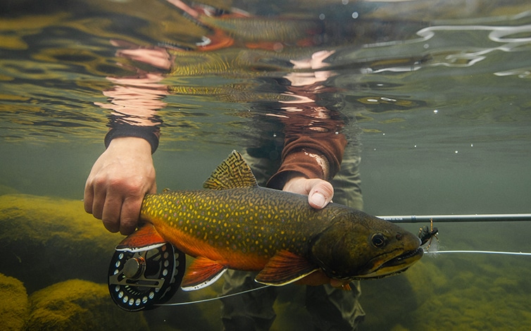 Trout Fishing